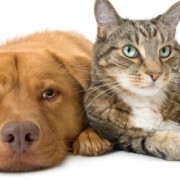 pets and fireworks
