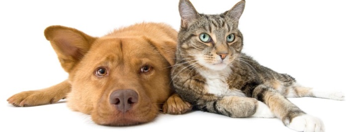 pets and fireworks